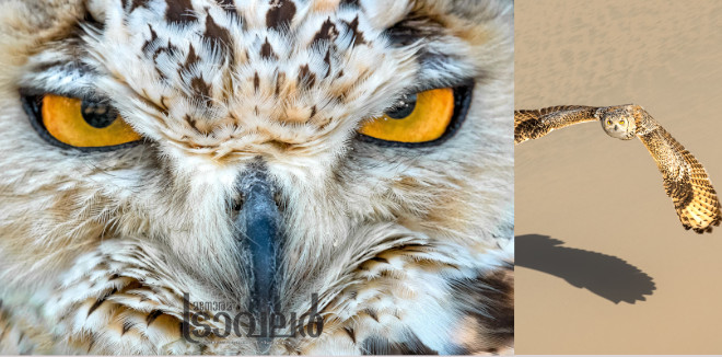 Pharoah Eagle owl-2